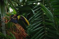 The Endangered Birds of Costa Rica
