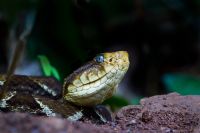 The deadliest snakes in Costa Rica