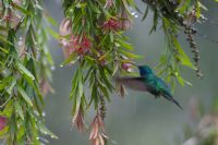 Costa Rica's 8 Most Beautiful Birds