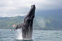 Catch a glimpse of humpback whales in Marino Ballena National Park