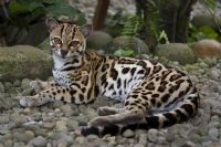 Find one of Costa Rica's most endangered tropical cat