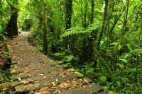 Explore Costa Rica by hiking in Monteverde Cloud Forest Reserve