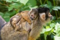 Monkeys & other Mammals in Costa Rica - Photo Gallery