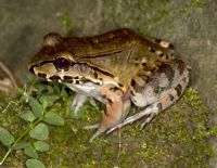 Costa Rica's Smoky Jungle Frog