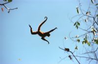 Flora & Fauna in Costa Rica