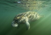 West Indian Manatee in Tortuguero