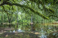 Beautiful Golfo Dulce mangrove