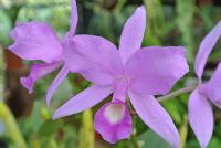 The Purple Country Girl: History of Costa Rica's National Flower