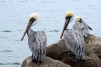 Bolaños Island National Wildlife Refuge