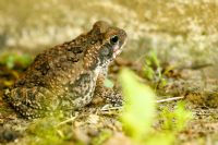 Costa Rica's biggest amphibian: The Giant Toad