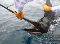 Catch a live one on a sportfishing vacation in Costa Rica