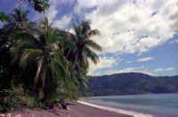 Tropical Beach with Coconut Palms