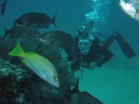 Scuba diving off the Isla del Caño