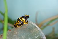 The variable harlequin frog returns from the brink