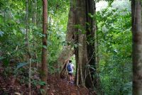 The Differences Between Cloud Forests and Rainforests