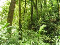 How the Costa Rican government helps Promote Forest Reforestation 