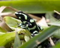 Marvel at the bright colors of Costa Rica's poison dart frogs