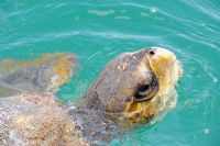 How can we help marine turtles - Infographic