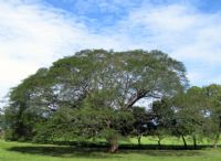 The Guanacaste Tree: History of Costa Rica’s National Tree