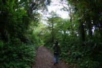 Guide looking for animals in the Monteverde Cloud Forest Reserve