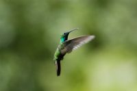 Amazing Hummingbirds in Costa Rica - Photo Gallery