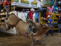 Venture into the world of Costa Rican bullfighting