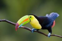 Birds of Costa Rica - Photo Gallery