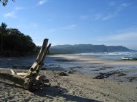 Mal Pais Beach Driftwood