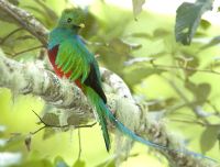 Spotting the elusive quetzal bird in Costa Rica