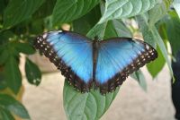 Learn about the unique life of Costa Rican butterflies