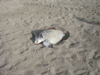 Help save the olive ridley sea turtle