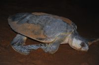 Visiting the turtles in Tortuguero National Park