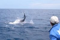 Experience sportfishing at Los Sueños resort