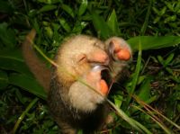 Find the world's smallest anteater in Costa Rica's canopies