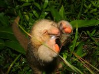 Find the world's smallest anteater in Costa Rica's canopies