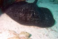 Ray at Isla del Coco