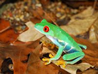 Red Eye Tree Frog in forest