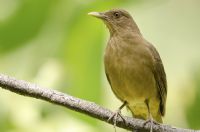 Top 5 Spots in Costa Rica for Bird Watchers