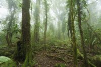 Hike through Santa Elena Cloud Forest Reserve
