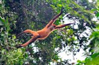 Wildlife in Costa Rica