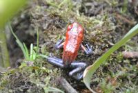 La Selva Protected Zone & Biological Station