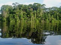 Explore the wetlands of Tortuguero, Limon