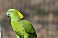 Negritos Islands Biological Reserve