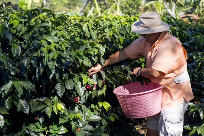 Picking Coffee at Doka Estates