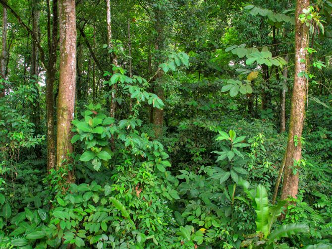 Rainforest adjacent to Hotel El Bambú