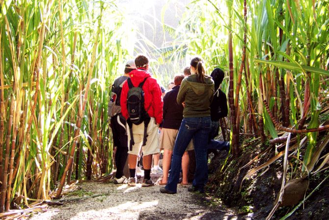 Inside a real sugar cane field at El Trapiche Tour