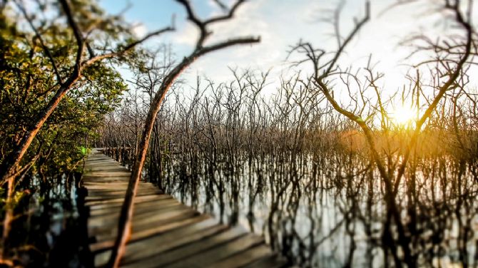 Playa Avellanas wetland bridge