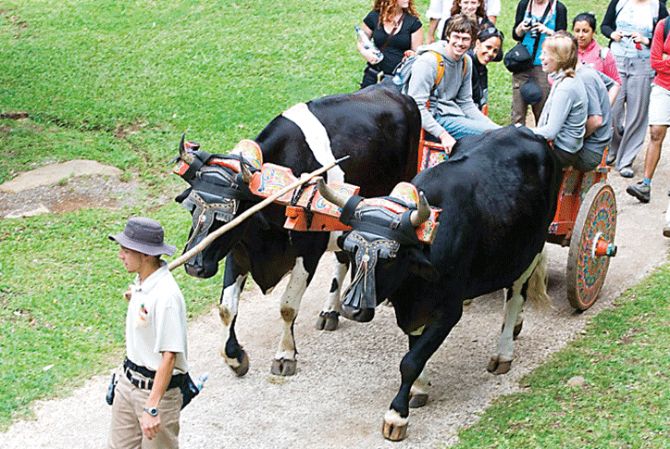 Moving inside the far in a traditional ox cart at El Trapiche Tour