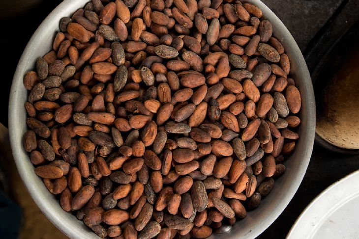 Rainforest Chocolate Tour - Go Visit Costa Rica